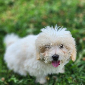 Alvin du royaume des p'tits loups Mâle Coton de tulear