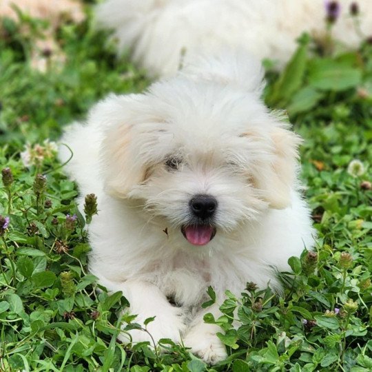 chiot Coton de tulear blc Alvin du royaume des p'tits loups Élevage du Royaume des P'tits Loups  