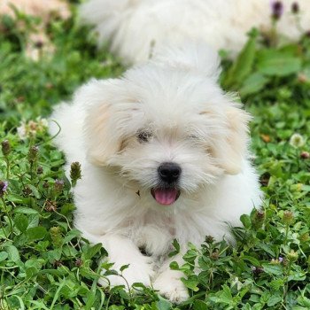 Alvin du royaume des p'tits loups Mâle Coton de tulear