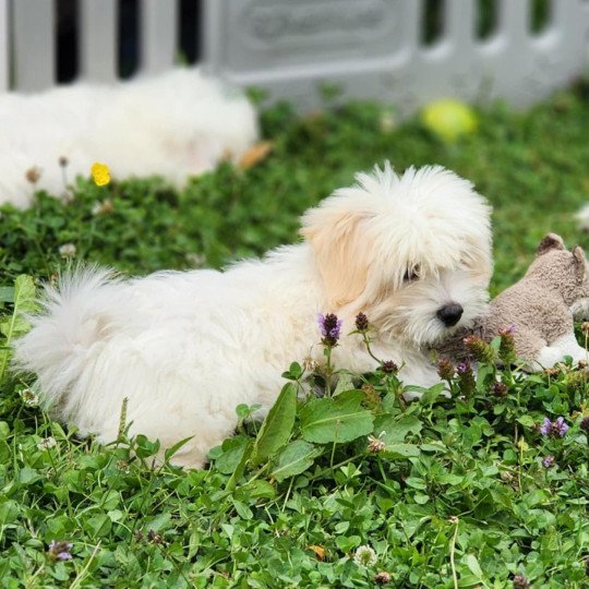 chiot Coton de tulear blc Aston du royaume des p'tits loups Élevage du Royaume des P'tits Loups  