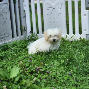 Aston du royaume des p'tits loups Mâle Coton de tulear