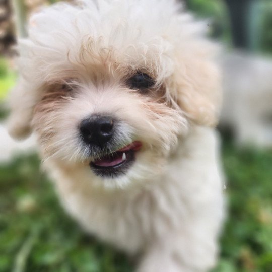 chiot Coton de tulear blc Addock du royaume des p'tits loups Élevage du Royaume des P'tits Loups  