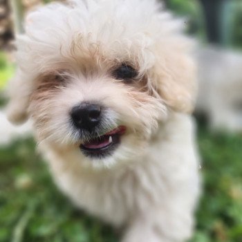 Addock du royaume des p'tits loups Mâle Coton de tulear
