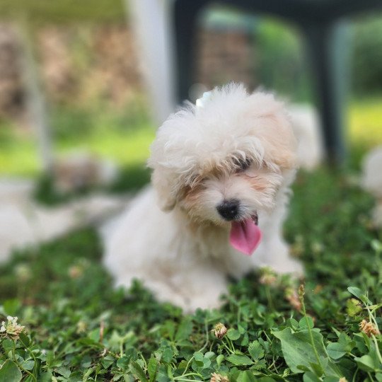 chiot Coton de tulear blc Addock du royaume des p'tits loups Élevage du Royaume des P'tits Loups  