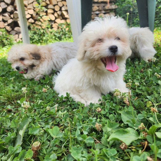 chiot Coton de tulear blc Addock du royaume des p'tits loups Élevage du Royaume des P'tits Loups  