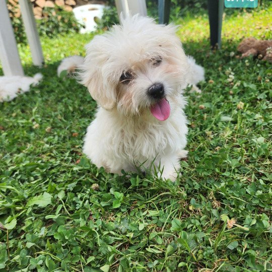 chiot Coton de tulear blc Aiko du royaume des p'tits loups Élevage du Royaume des P'tits Loups  