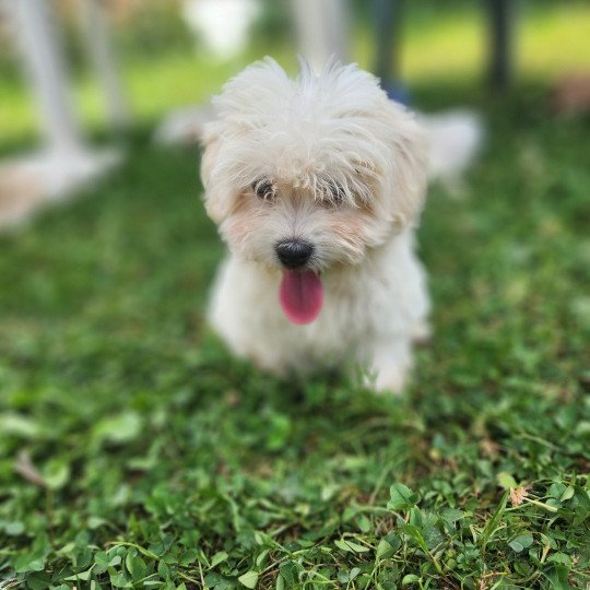 chiot Coton de tulear blc Aiko du royaume des p'tits loups Élevage du Royaume des P'tits Loups  