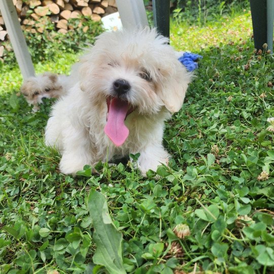 chiot Coton de tulear blc Aiko du royaume des p'tits loups Élevage du Royaume des P'tits Loups  