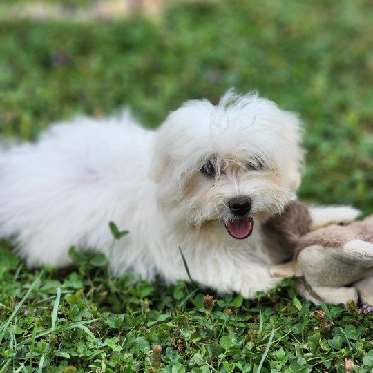 chiot Coton de tulear blc Aiko du royaume des p'tits loups Élevage du Royaume des P'tits Loups  