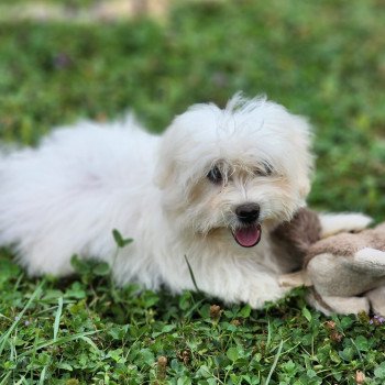 Aiko du royaume des p'tits loups Mâle Coton de tulear