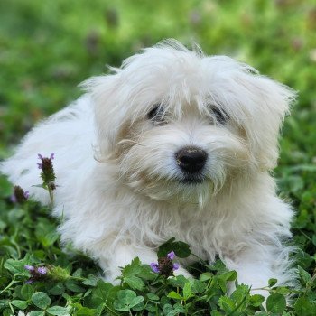 Aiko du royaume des p'tits loups Mâle Coton de tulear