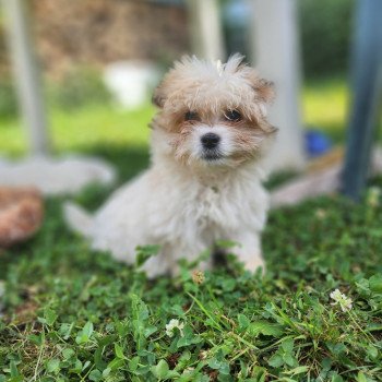 Ace du royaume des p'tits loups Mâle Coton de tulear