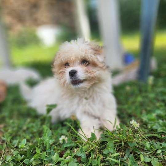 chiot Coton de tulear blc Ace du royaume des p'tits loups Élevage du Royaume des P'tits Loups  