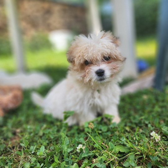 chiot Coton de tulear blc Ace du royaume des p'tits loups Élevage du Royaume des P'tits Loups  