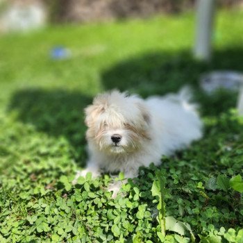 Ace du royaume des p'tits loups Mâle Coton de tulear