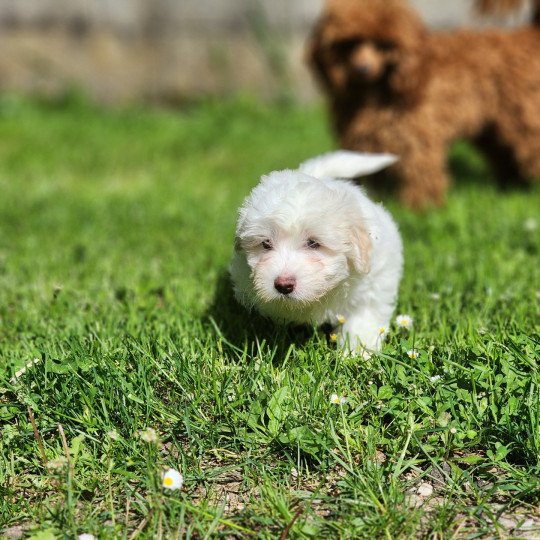 Astro du royaume des p'tits loups Mâle Coton de tulear