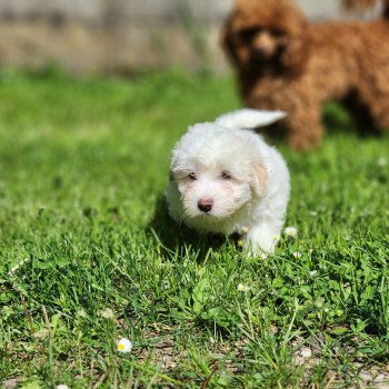 Astro du royaume des p'tits loups Mâle Coton de tulear