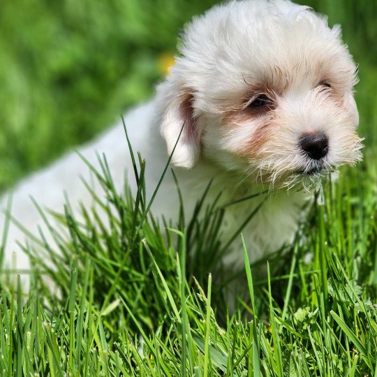 A Femelle Coton de tulear