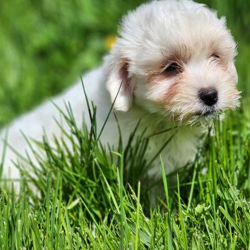 A Femelle Coton de tulear
