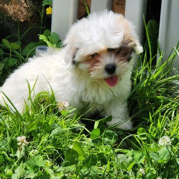 A Mâle Coton de tulear