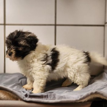 A Mâle Coton de tulear