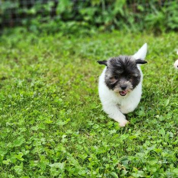A Mâle Coton de tulear