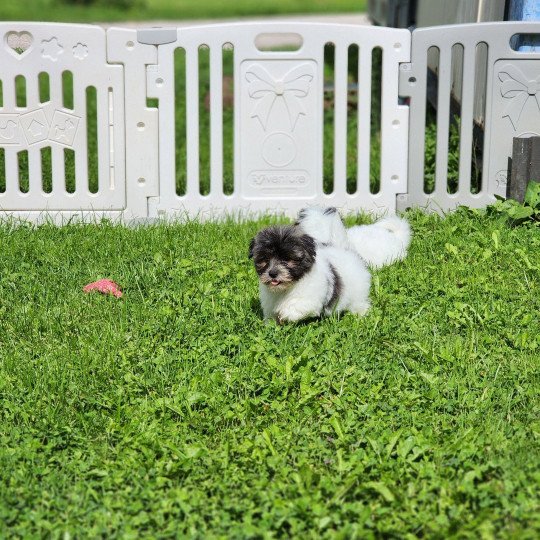 chiot Coton de tulear A Élevage du Royaume des P'tits Loups  