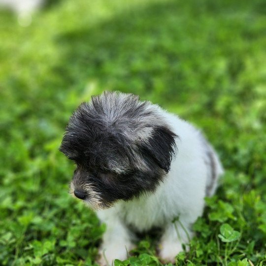 chiot Coton de tulear A Élevage du Royaume des P'tits Loups  
