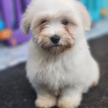 Adés du Royaume des p'tits loups Mâle Coton de tulear