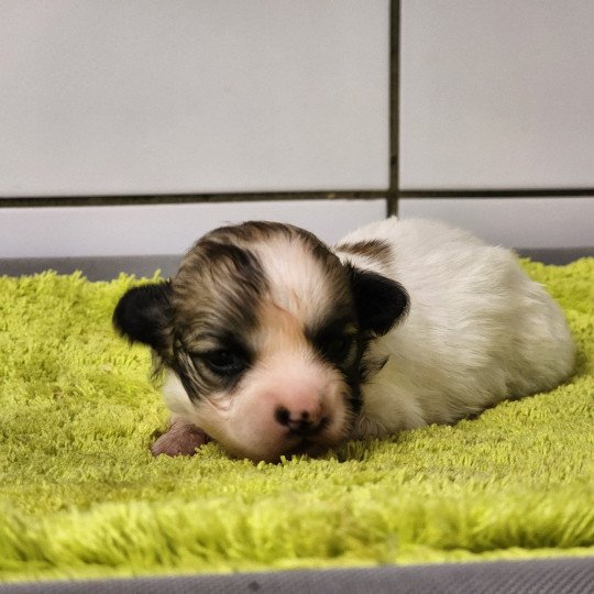 chiot Coton de tulear Sab.PBl.Env. Aïoli du Royaume des p'tits loups Élevage du Royaume des P'tits Loups  