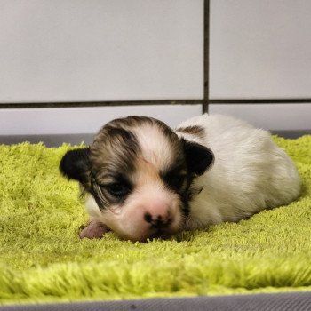 Aïoli du Royaume des p'tits loups Femelle Coton de tulear