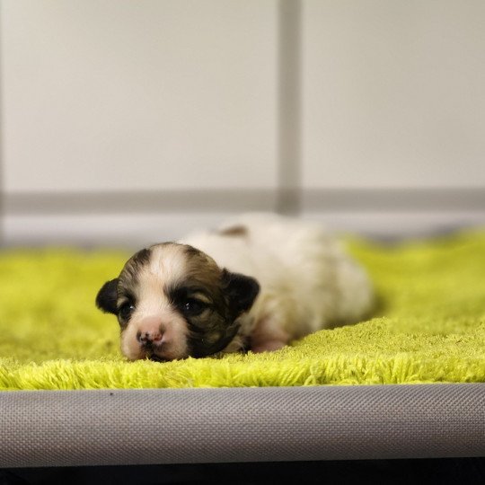 chiot Coton de tulear Sab.PBl.Env. Aïoli du Royaume des p'tits loups Élevage du Royaume des P'tits Loups  