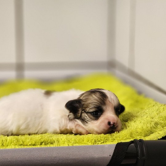 chiot Coton de tulear Sab.PBl.Env. Aïoli du Royaume des p'tits loups Élevage du Royaume des P'tits Loups  