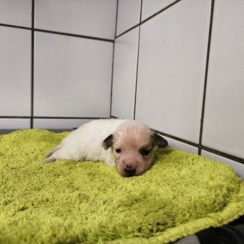 Alibi pas à vendre Femelle Coton de tulear