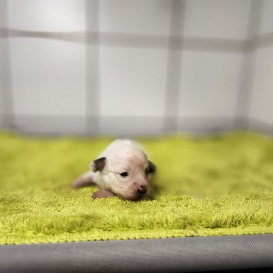 chiot Coton de tulear Sab.PBl.Env. Alibi pas à vendre Élevage du Royaume des P'tits Loups  