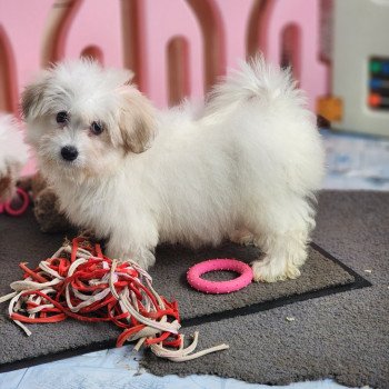 Aréna du royaume des p tits loups Femelle Coton de tulear