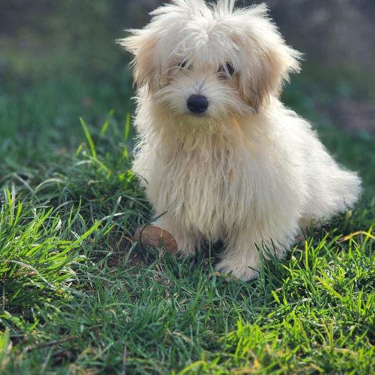 chiot Coton de tulear Sab.PBl.Env. Aréna du royaume des p tits loups Élevage du Royaume des P'tits Loups  
