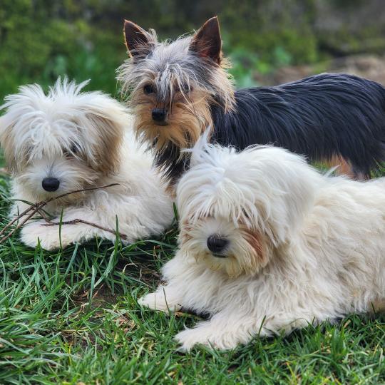 chiot Coton de tulear Sab.PBl.Env. Aréna du royaume des p tits loups Élevage du Royaume des P'tits Loups  