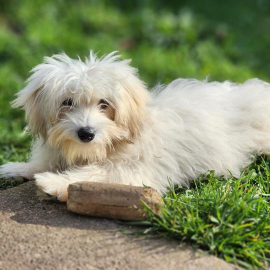chiot Coton de tulear Sab.PBl.Env. Aréna du royaume des p tits loups Élevage du Royaume des P'tits Loups  