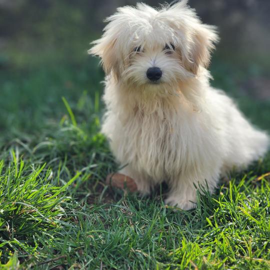 chiot Coton de tulear Sab.PBl.Env. Aréna du royaume des p tits loups Élevage du Royaume des P'tits Loups  
