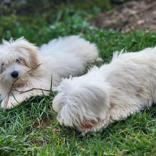 chiot Coton de tulear Sab.PBl.Env. Aréna du royaume des p tits loups Élevage du Royaume des P'tits Loups  