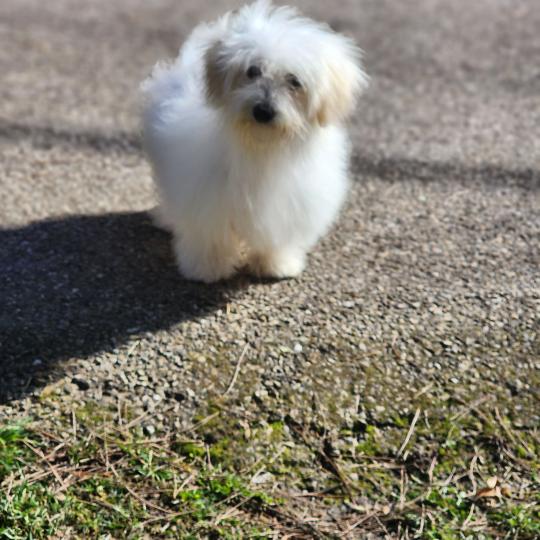 chiot Coton de tulear Sab.PBl.Env. Aréna du royaume des p tits loups Élevage du Royaume des P'tits Loups  