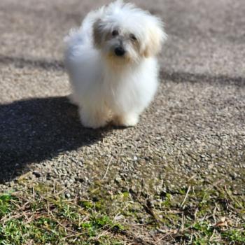 Aréna du royaume des p tits loups Femelle Coton de tulear