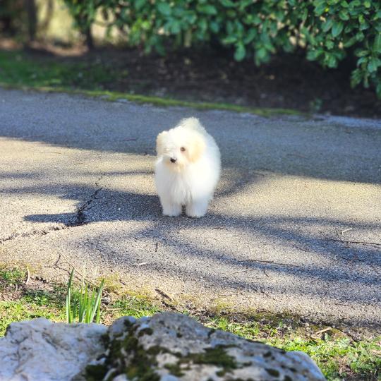 chiot Coton de tulear Sab.PBl.Env. Aréna du royaume des p tits loups Élevage du Royaume des P'tits Loups  
