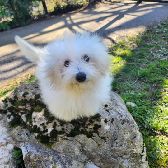 chiot Coton de tulear Sab.PBl.Env. Aréna du royaume des p tits loups Élevage du Royaume des P'tits Loups  