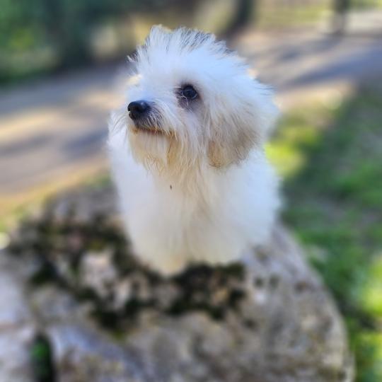 chiot Coton de tulear Sab.PBl.Env. Aréna du royaume des p tits loups Élevage du Royaume des P'tits Loups  