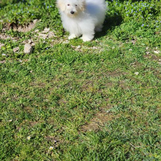 chiot Coton de tulear Sab.PBl.Env. Aréna du royaume des p tits loups Élevage du Royaume des P'tits Loups  