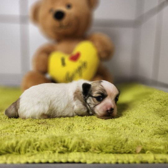 chiot Coton de tulear Sab.PBl.Env. Amigo du royaume des p'tits loups Élevage du Royaume des P'tits Loups  