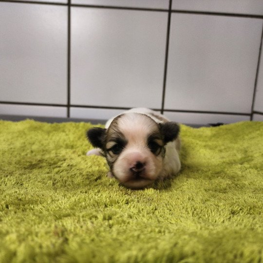 chiot Coton de tulear Sab.PBl.Env. Amigo du royaume des p'tits loups Élevage du Royaume des P'tits Loups  