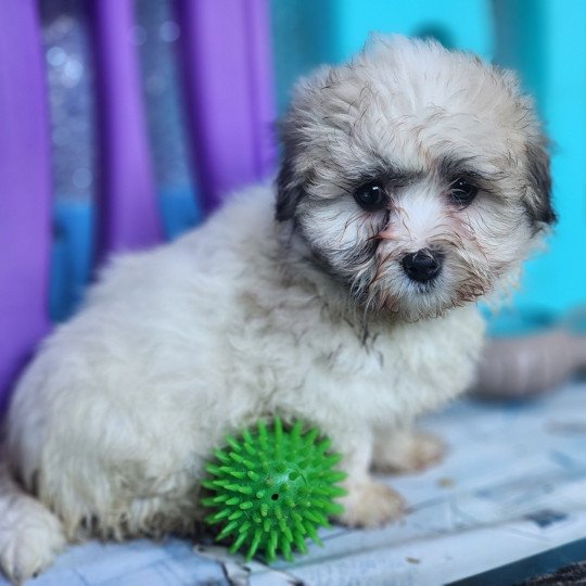 chiot Coton de tulear Sab.PBl.Env. Amigo du royaume des p'tits loups Élevage du Royaume des P'tits Loups  